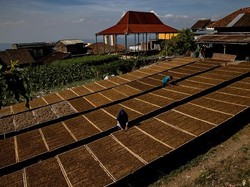 Petani Tembakau Geruduk Istana, Tolak Cukai Tahun Depan Naik