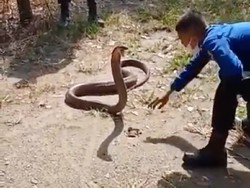 Mengenal Ular King Cobra: Taksonomi, Penyebaran, Perilaku, dan Kekuatan Bisanya
