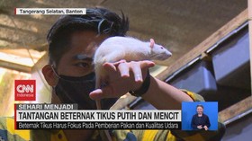VIDEO: Sehari Menjadi Peternak Tikus Putih dan Mencit
