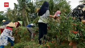 VIDEO: Harga Anjlok, Petani Bagikan Cabai Gratis Ke Warga