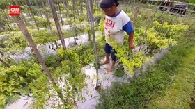 VIDEO: Harga Cabai 5000 Per Kilogram, Petani Menjerit