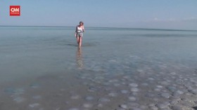 img-title VIDEO: Ubur-ubur 'Usir' Turis dari Pesisir Pantai di Krimea