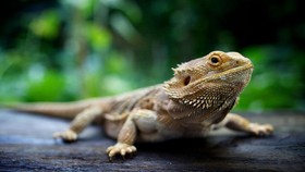 Ladang Cuan dari Bearded Dragon si Kadal Gurun Australia