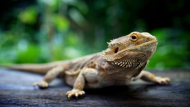 I Gusti Bagus Satriya Prawira punya hobi memelihara Bearded Dragon alias kadal gurun 'berjanggut' asal Australia mampu mendatangkan cuan buatnya.