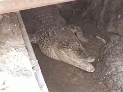 Buaya 2 Meter Hebohkan Warga Tuban, Ternyata Kabur dari Kandang