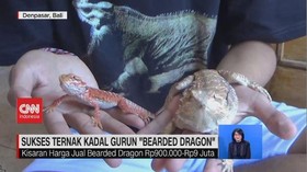 VIDEO: Pemuda Sukses Ternak 