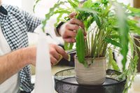 Rahasia Memangkas Tanaman Hias Agar Rimbun dan Sehat: Panduan Lengkap