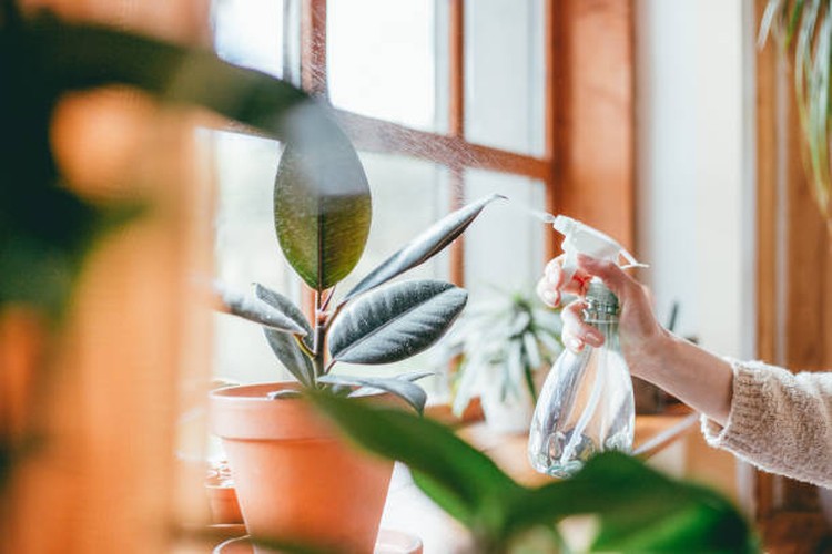5 Tips Membersihkan Debu pada Daun Tanaman Hias Indoor di Rumah Bunda Debu yang ada di rumah dapat menumpuk pada tanaman hias, Bunda. Jangan lupa untuk dibersihkan, ya. Simak lima tips berikut ini agar tepat dalam membersihkannya.