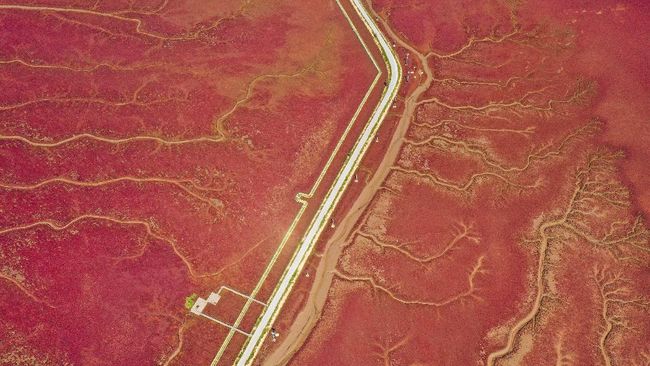 Salah satu pantai di utara China bakal berubah warna menjadi merah setiap bulan Oktober. 