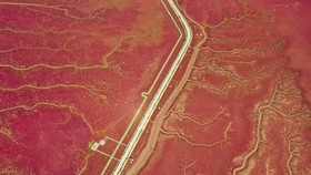 Pantai di China yang Menjadi Merah Setiap Oktober