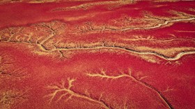 FOTO: Fenomena Pantai Merah di Utara China
