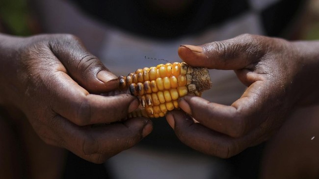 FAO menyoroti soal 3 miliar penduduk yang tak mampu membeli makanan sehat secara berkelanjutan. Sementara, penduduk obesitas meningkat di sejumlah negara.