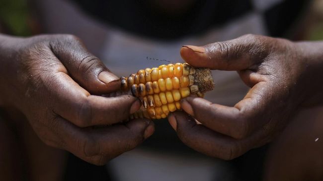 FAO Soroti 3 Miliar Orang Tak Mampu Makan, 2 Miliar Obesitas FAO menyoroti soal 3 miliar penduduk yang tak mampu membeli makanan sehat secara berkelanjutan. Sementara, penduduk obesitas meningkat di sejumlah negara.