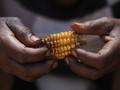 FAO Soroti 3 Miliar Orang Tak Mampu Makan, 2 Miliar Obesitas