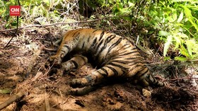 VIDEO: Polisi Kantongi Pemasang Jerat Pembunuh 3 Harimau