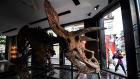 FOTO: Fosil Triceratops Raksasa Dijual di Paris