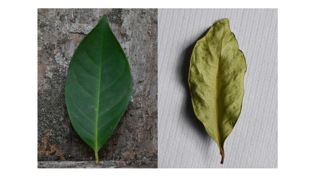 Daun salam merupakan bumbu dapur yang cukup mudah ditemukan dan banyak digunakan dalam masakan. Berikut manfaat rebusan daun salam untuk kesehatan.