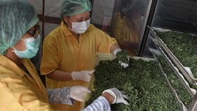 Pakar BRIN Sebut Kelor Layak Bersaing dengan Ginseng, Cek Syaratnya