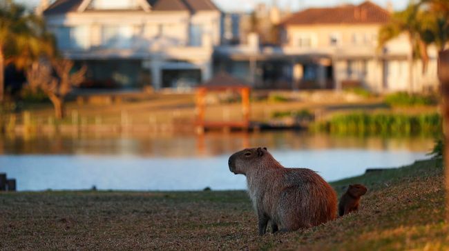 Bukan cuma capybara yang jadi idola warganet. Beberapa hewan lain juga kerap meramaikan media sosial dan menjadi bahan meme.