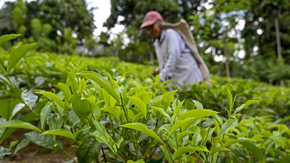 FOTO: Teh Sri Lanka 'Terancam' Makanan Organik