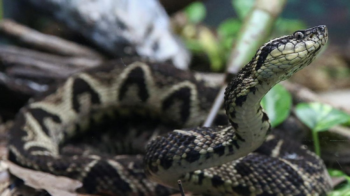 FOTO: Ilmuwan Teliti Potensi Racun Ular untuk Covid-19
