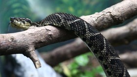 FOTO: Ilmuwan Teliti Potensi Racun Ular untuk Covid-19