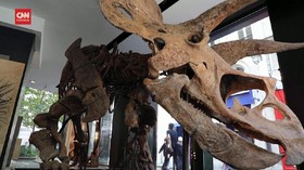 VIDEO: Fosil Triceratops Terbesar Dilelang di Paris