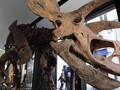 VIDEO: Fosil Triceratops Terbesar Dilelang di Paris