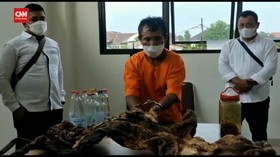VIDEO: Polisi Tangkap Pemburu Dan Penjual Kulit Harimau