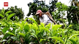 VIDEO: Industri Teh Sri Lanka Terancam Ambisi Non Pupuk Kimia