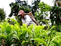 VIDEO: Industri Teh Sri Lanka Terancam Ambisi Non Pupuk Kimia