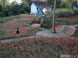 Wisata Masih Tutup, Pemilik Kebun Amarilis Gunungkidul Fokus Jualan Bibit