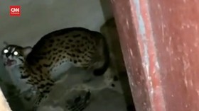 VIDEO: Diduga Kelaparan, Macan Akar Masuk Dapur Warga