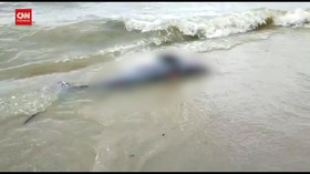 VIDEO: Bangkai Dugong Penuh Luka Terdampar Di Pantai Arta