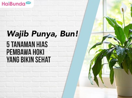 Wajib Punya, Bun! 5 Tanaman Hias Pembawa Hoki yang Bikin Sehat
