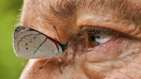 FOTO: 3 Ribu Spesies Kupu-kupu di Mata Fotografer