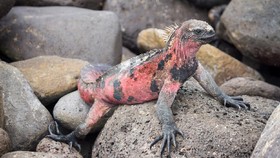 Peneliti Sebut Iguana Merah Muda Galapagos Terancam Punah