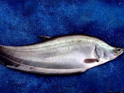 7 Fakta Ikan Belida, Satwa Dilindungi hingga Jadi Bahan Baku Pempek Palembang