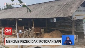 VIDEO: Mengais Rezeki Dari Kotoran Sapi Dan Naga