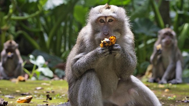 BKSDA Bali tak mengkhawatirkan penjualan bayi monyet ekor panjang dengan dalih jumlahnya melimpah dan bisa bertahan hidup.