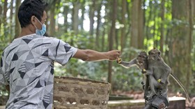 FOTO: Monyet-monyet di Sangeh Mulai Kelaparan