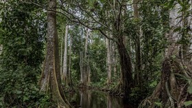 FOTO: Kecantikan Hutan Rawa Benin Terancam Menghilang