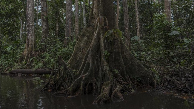 FOTO: Kecantikan Hutan Rawa Benin Terancam Menghilang