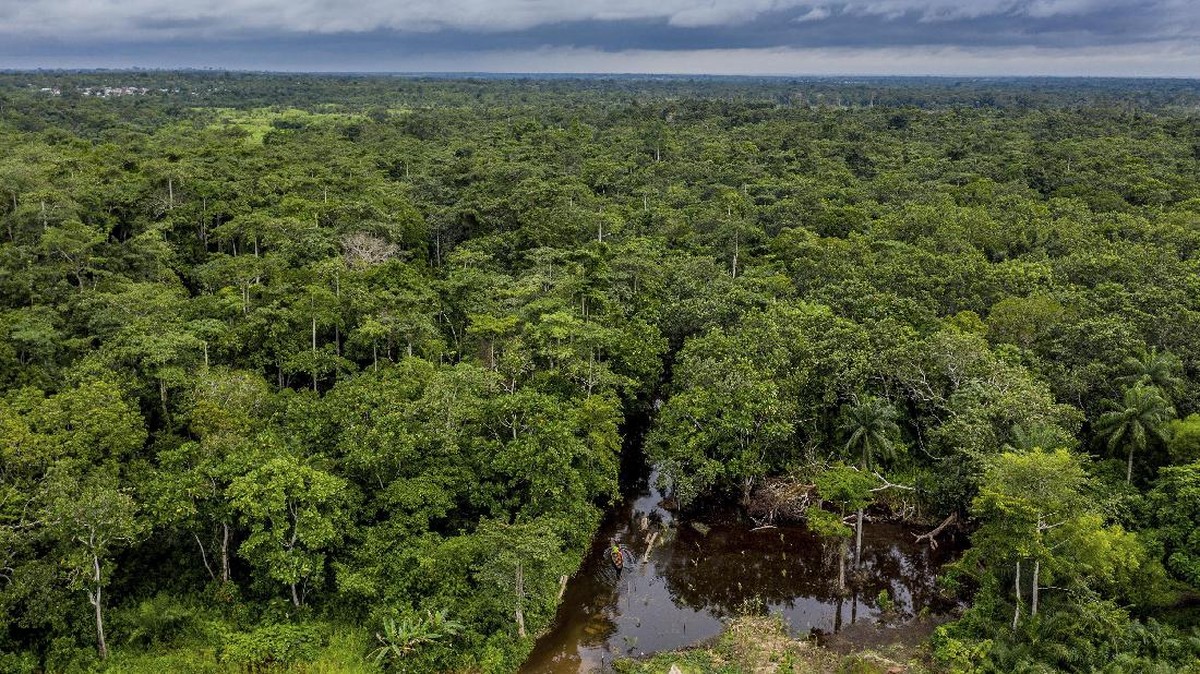 FOTO: Kecantikan Hutan Rawa Benin Terancam Menghilang