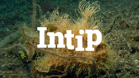INTIP: 9 Fauna Langka yang Bisa Ditemui saat Menyelam