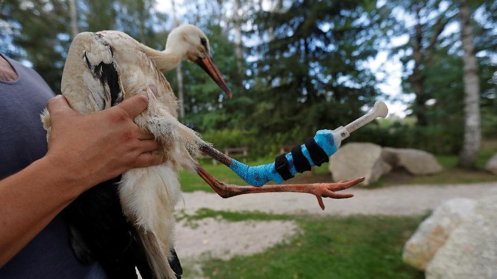Foto Kaki Palsu Untuk Burung Bangau Di Ceko