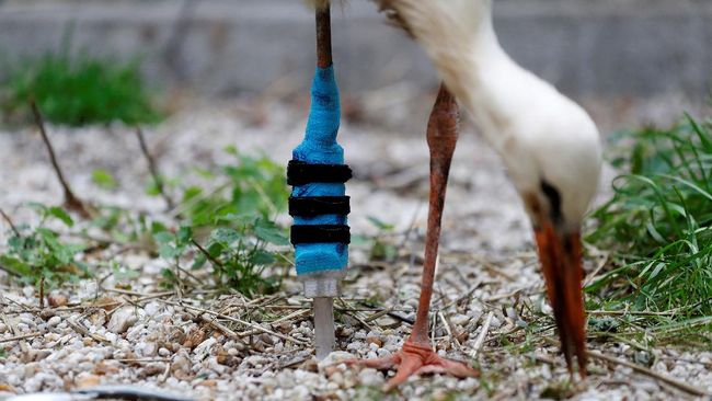 FOTO: Kaki Palsu untuk Burung Bangau di Ceko