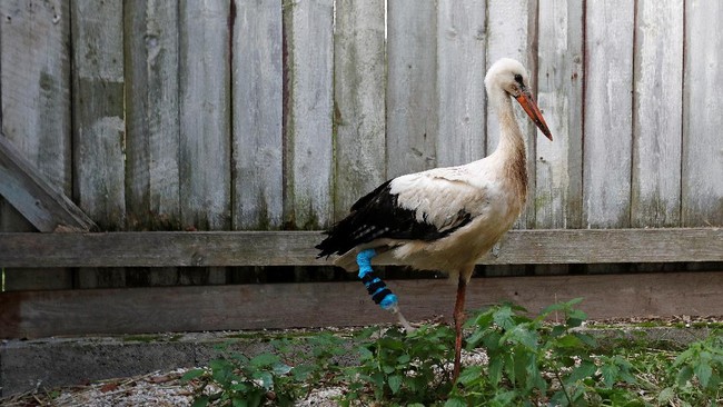 FOTO: Kaki Palsu untuk Burung Bangau di Ceko