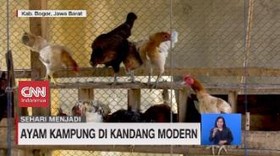 VIDEO: Sehari Menjadi Peternak Ayam Kampung