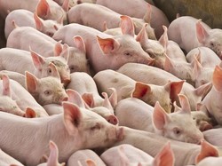 Harga Daging Babi Anjlok Jadi Biang Kerok China Deflasi